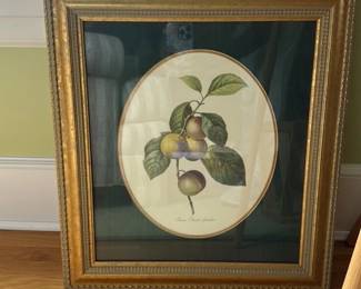 Reine Claude Blanche Plum Botanical Print 