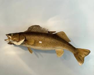 GIANT Taxidermy Walleye 