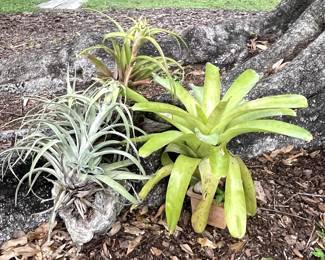 Potted plants 