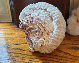 Natural coral specimen