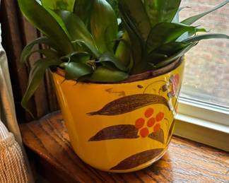 Potted plant in ceramic planter