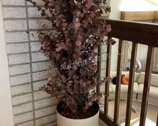 Dried eucalyptus 