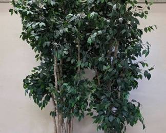 Huge Faux Ficus Dont Get In Their Way