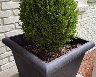 large planter with boxwood WAS $125 NOW $50