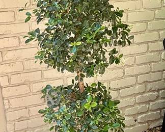 2 PLANTERS with trees WERE $125 each now $50 each