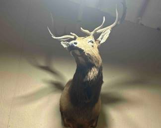 Elk mount