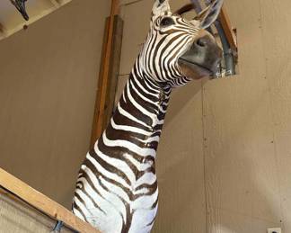Zebra mount