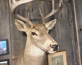 Deer Mount