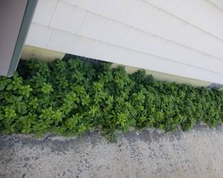 Pachysandra