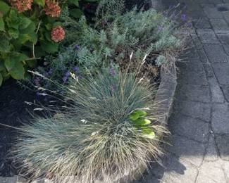 Plants