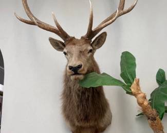 Deer Head