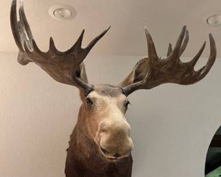 Moose Head