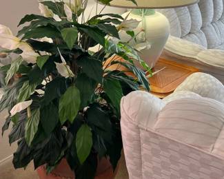 Lamps and plants