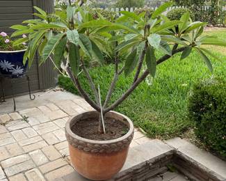 Plumeria tree in pot is much bigger than it looks