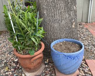 Plants in pot, pot,
