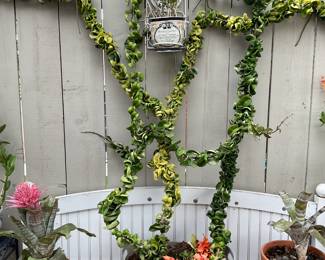This is a first for me, this Amazing plant is yards long, garden bench and plants