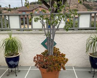 Tall ficus? With succulents planted around in terra cotta pot with triple feet