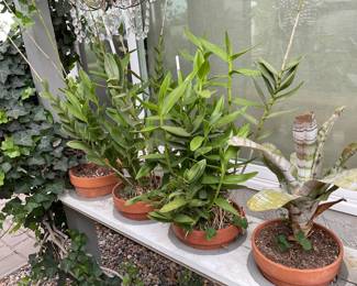 Plants in pots, sorry the holder is built in