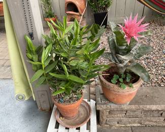 More Plants in pots