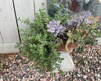 Mixed plants in pot