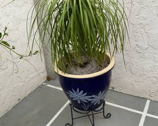 One of four plants in these pots with these stands