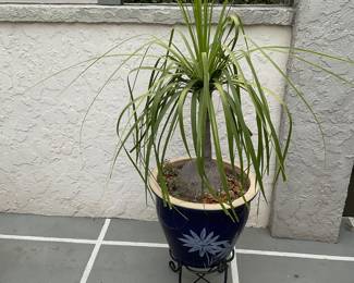 Another of the four plants in pots in stands