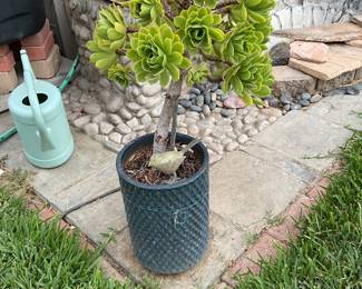So many plants in wonderful pots, so many!