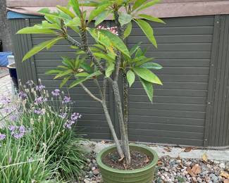 Plumeria in green pot now flowering