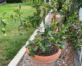 Dwarf lemon tree in terra cotta pot, I will race you to it! Just kidding of course, but I wish I could.