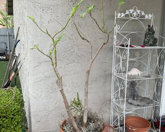 Tall plant in terra cotta pot with spiller plantings