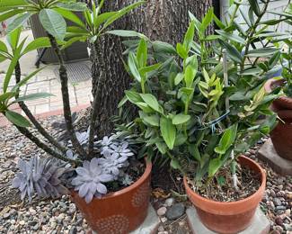 And more plants in pots