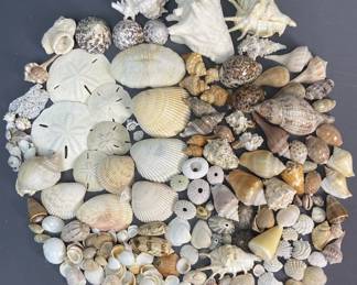 Seashells, Sand Dollars, and Coral Collection