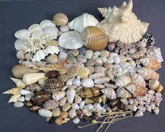 Seashells & Coral, Conch Whelk Clam Cowrie