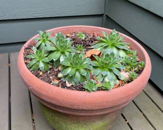 Potted Hens & Chicks
