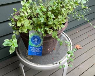 Potted Sweet Large Leaf Italian Basil