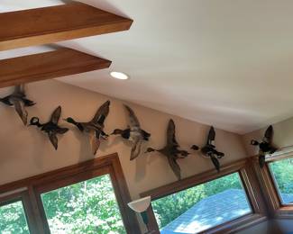 Taxidermy ducks