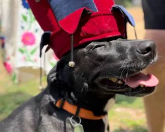 The Court Jester