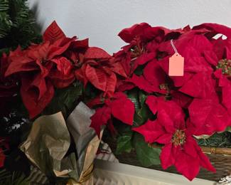 Poinsettias