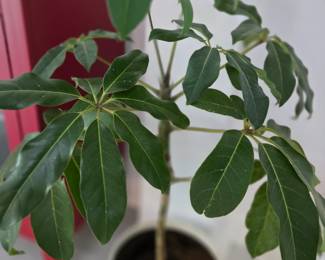 Live Plant