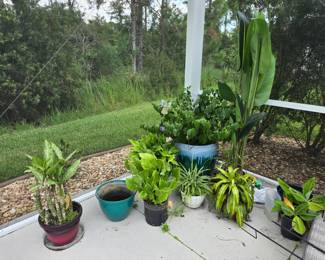 Live Plants