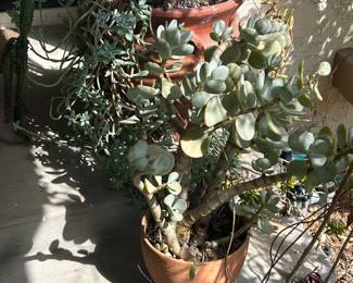 Plants and yard art.