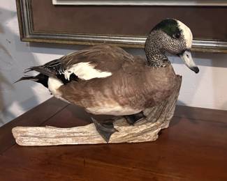 Duck