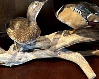 Trophy Room Game Mounts