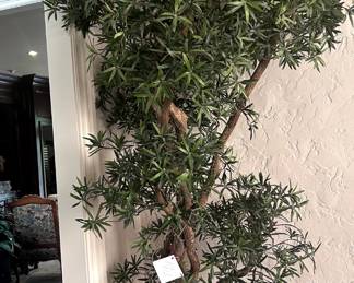 10ft Podocarpus Tree in heavy concrete pot