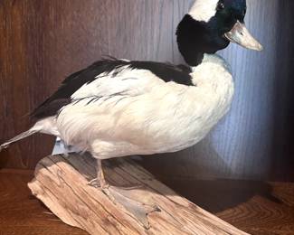 Trophy Room Game Mounts