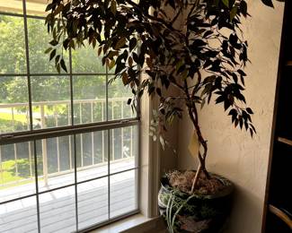 Large realistic Ficus Tree with Asian influence pot and stand.