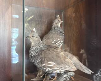 Trophy Room Game Mounts
