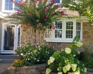 Crape myrtle; hydrangea & more