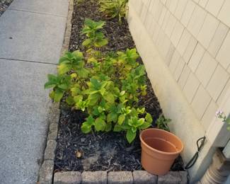 Hydrangeas; border edging pavers