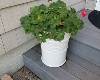 Potted plants